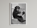 Monkey Black And White On Toilet Print